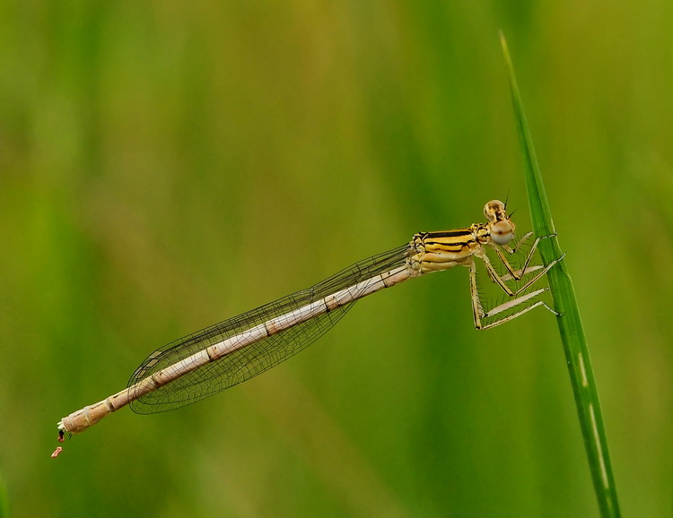 Platycnemis pennipes